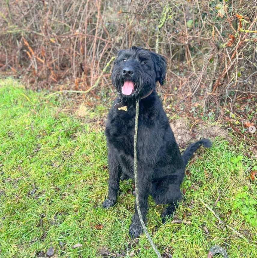 A black curly-coated dog sitting on grass
