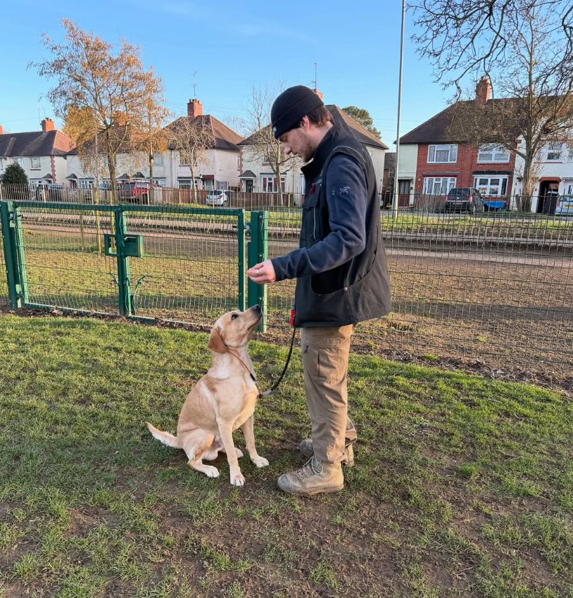 Finn holding a treat for a yellow Labrador puppy sitting on a lead in a park
