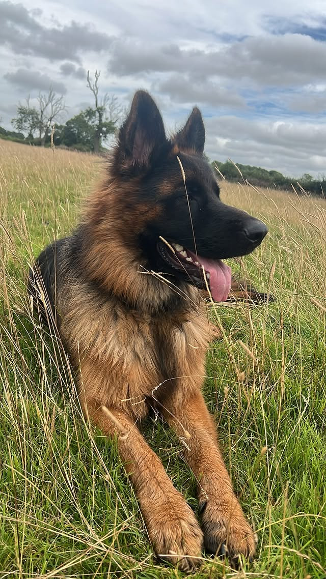 A German Shepherd lying relaxed in long grass in a field