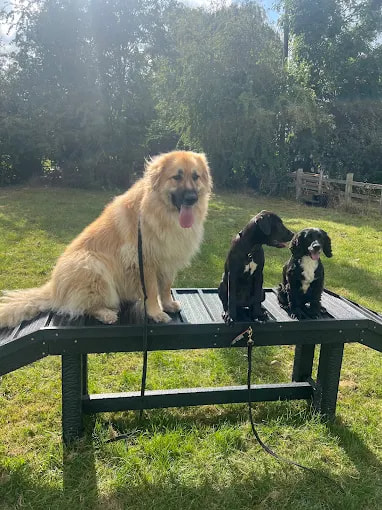 Three dogs sitting together on a bench on the grass