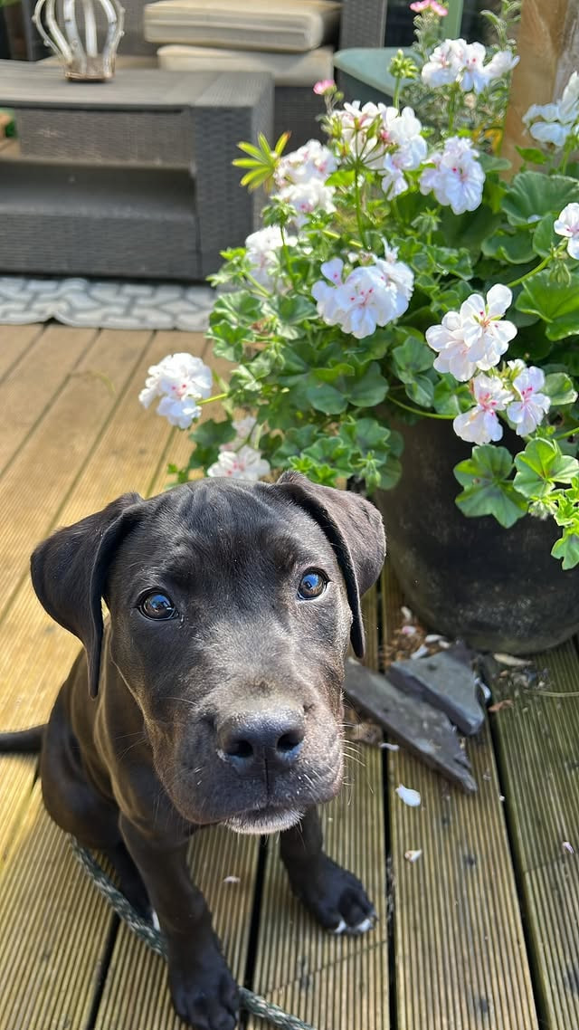 A young black puppy sitting on garden decking beside a pot of white flowers