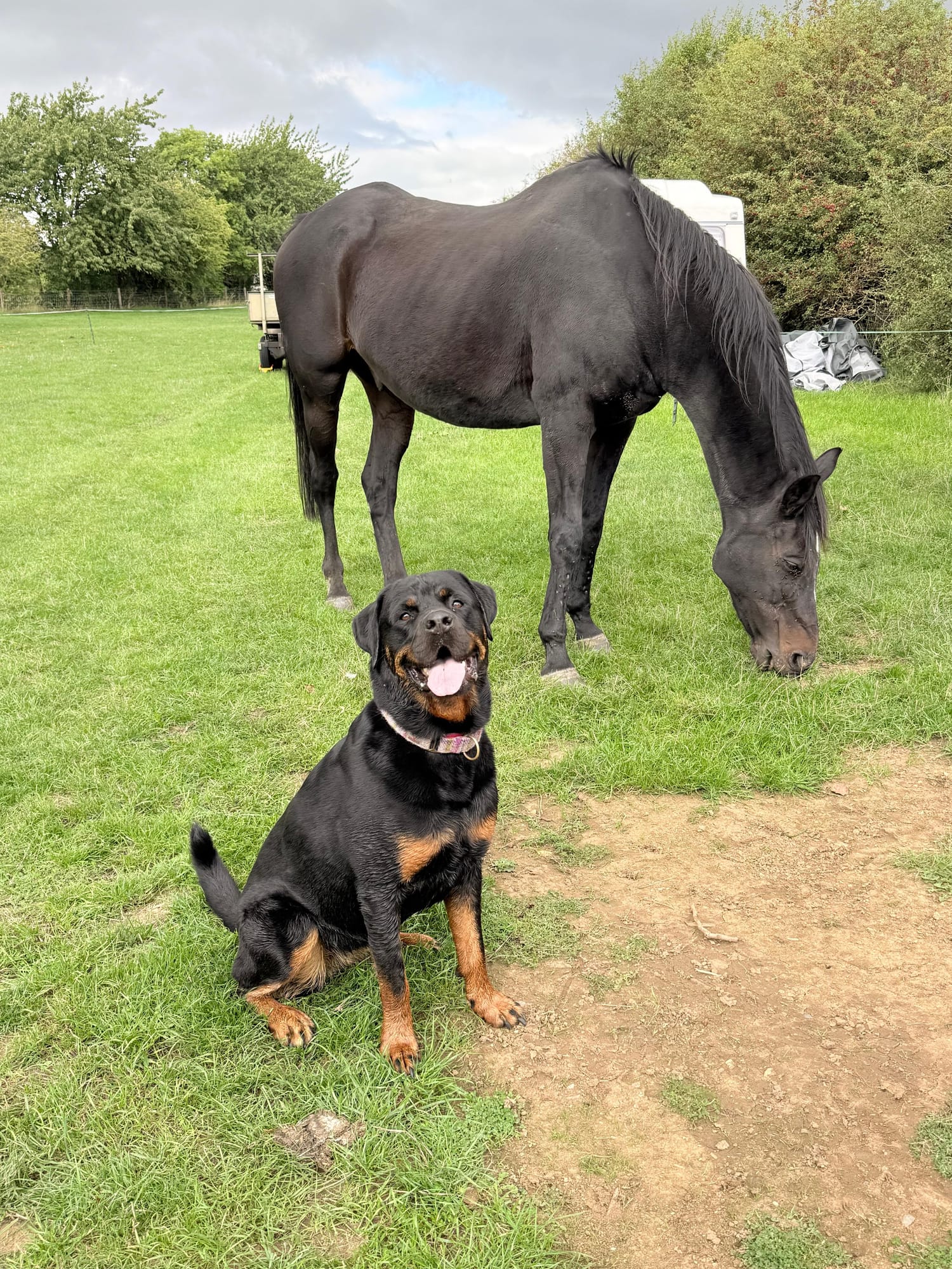 Rottweiler standing calmly beside a horse