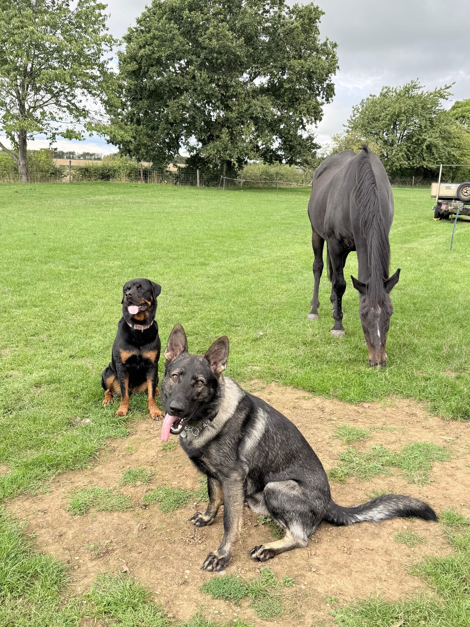 A German Shepherd and a Rottweiler sitting calmly near a grazing horse