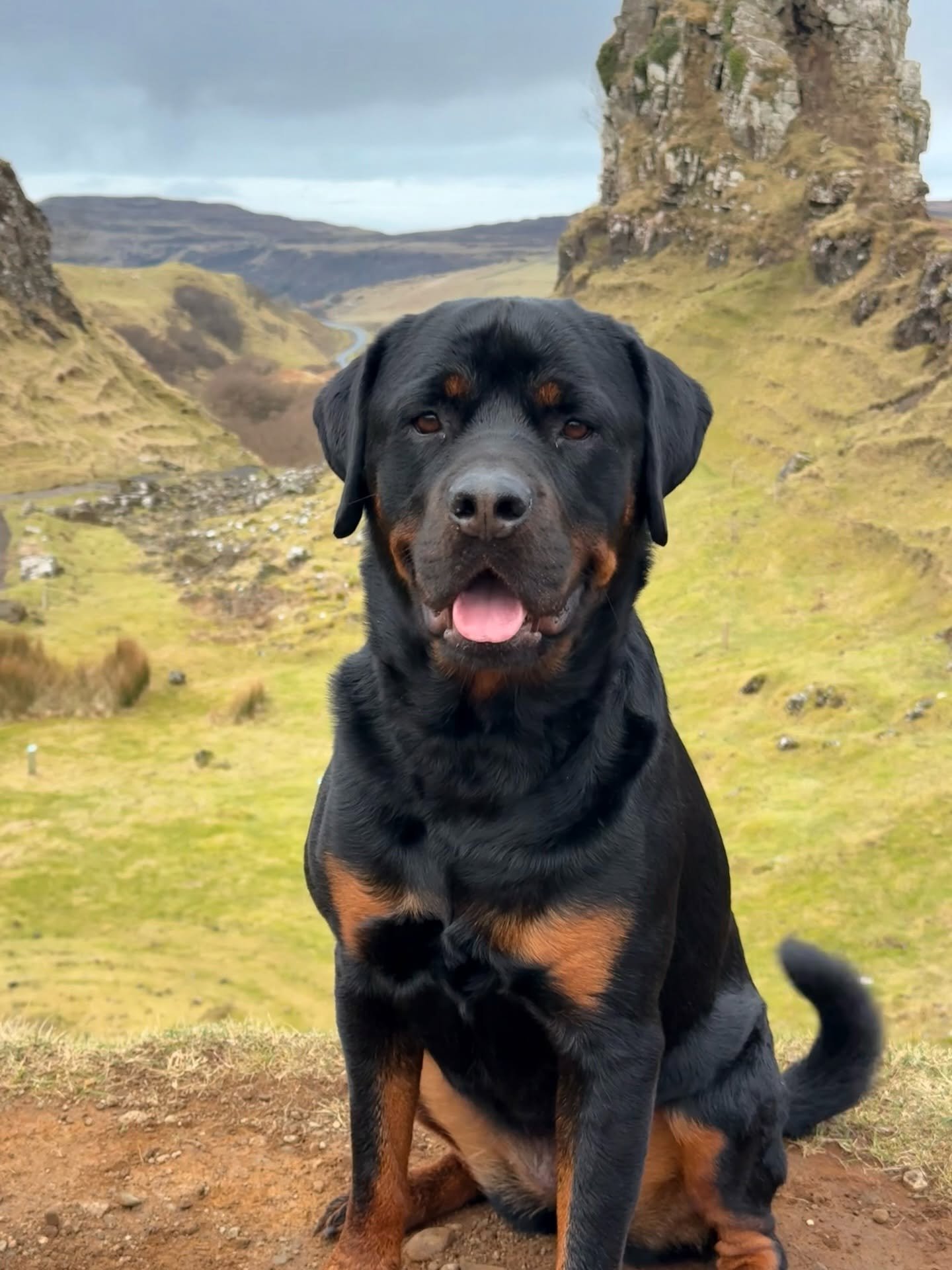 A Rottweiler sitting on a hilltop path with a green valley and a rock pinnacle behind