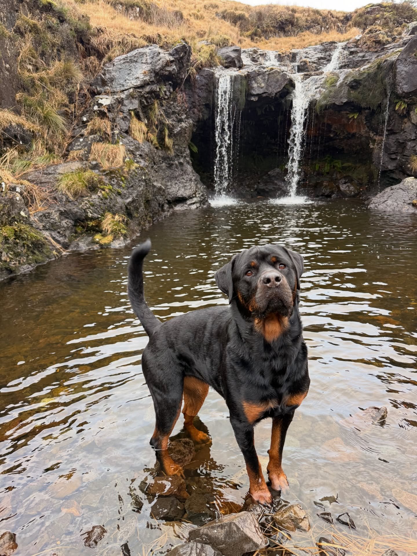 A Rottweiler standing in a rock pool in front of a small waterfall