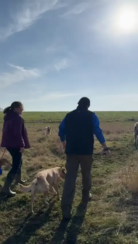 Dogs and owners on a pack walk across an open field