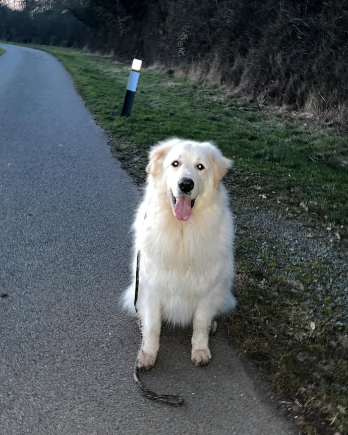 A big white fluffy dog sitting on a country path